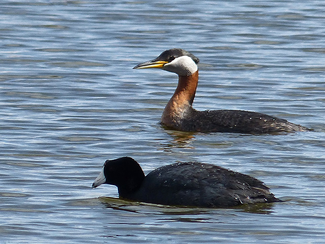 Wetland friends