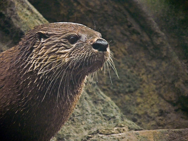 Northern River Otter / Lutra canadensis Northern River Otter / Lutra canadensis