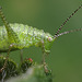 Speckled Bush Cricket Nymph.