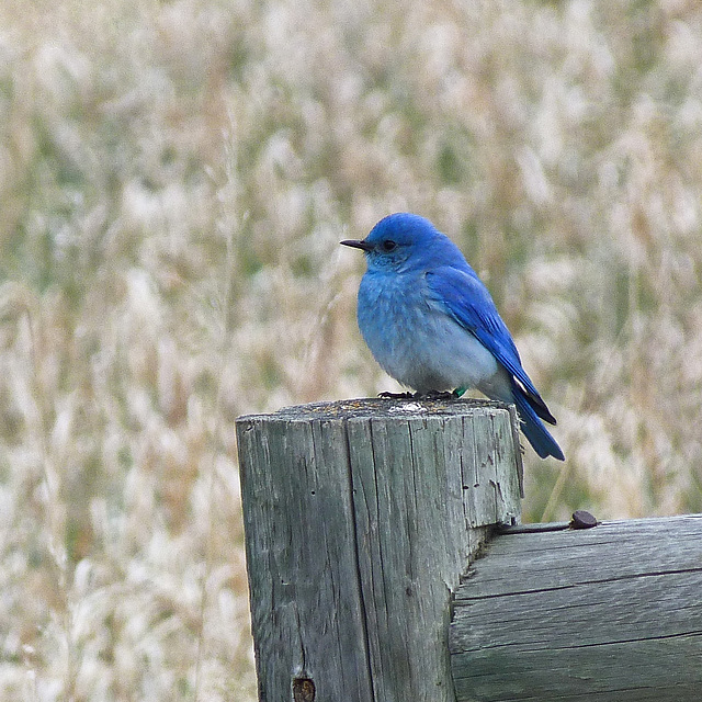 A bit of countryside colour A bit of countryside colour