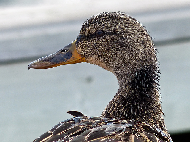 Female Mallard