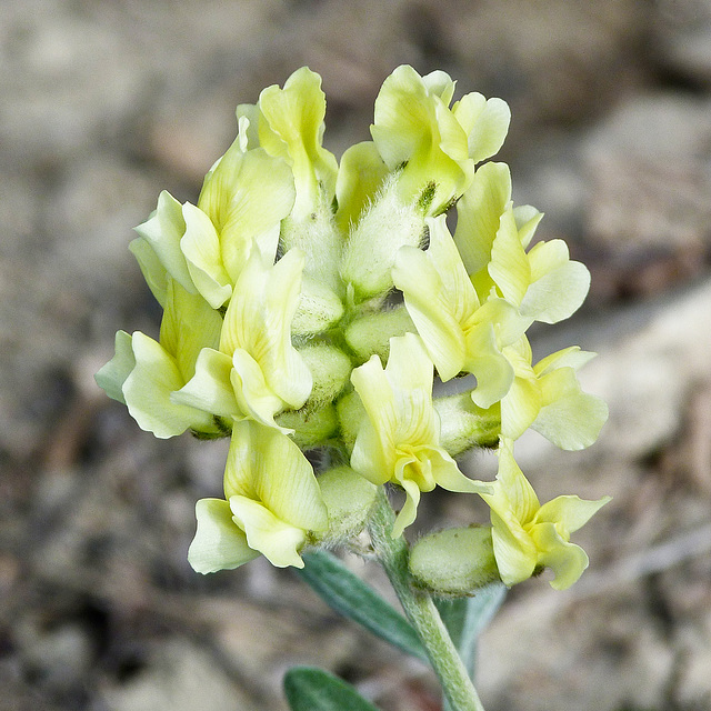 Early Yellow Locoweed