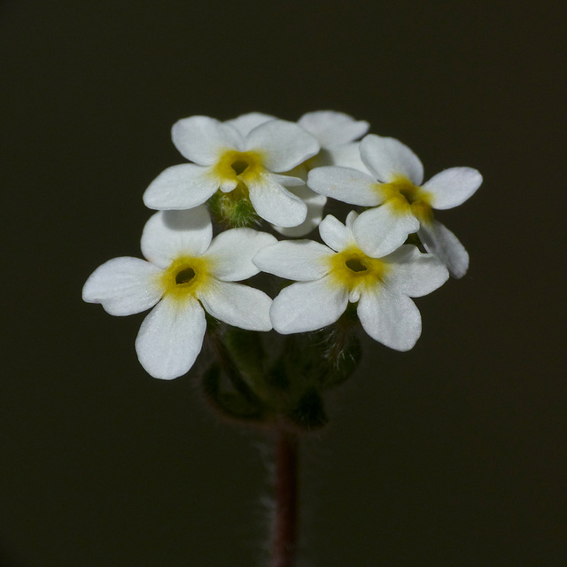 Sweet-flowered Androsace / Androsace chamaejasme