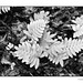 Ferns on Palm in b&w