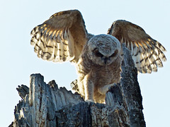 The angel owl