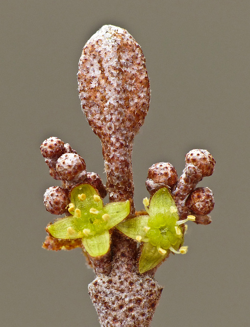 Up close with Canada Buffaloberry