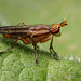 Limnia unguicornis (Sciomyzidae)