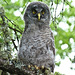 Owlet with personality