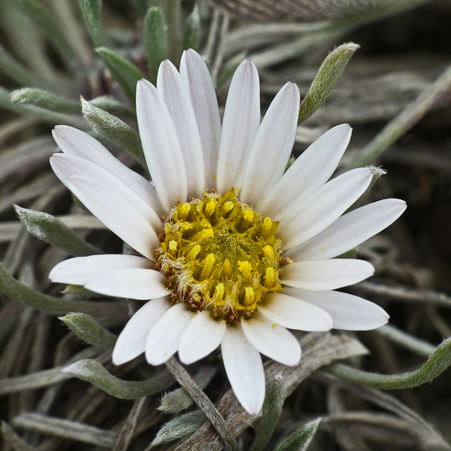 Rare Hooker's Townsendia / Townsendia hookeri