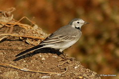 20070305-0296 White wagtail
