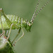 Speckled Bush Cricket Nymph