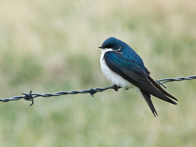 Gorgeous feathers