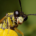 sawfly_001