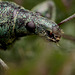 Nettle Weevil portrait.