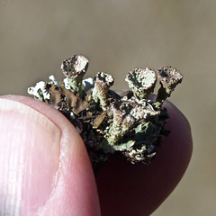 Tiny Cladonia