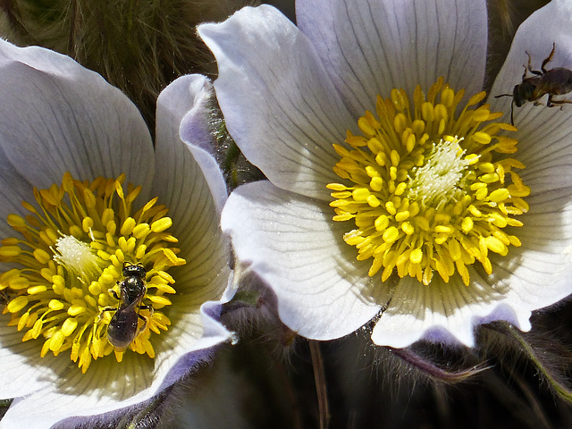 Springtime beauty