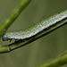 orange_tip_caterpillar_004