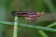 Limnia unguicornis (Sciomyzidae)