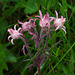 Four-flowered Three-flowered Avens