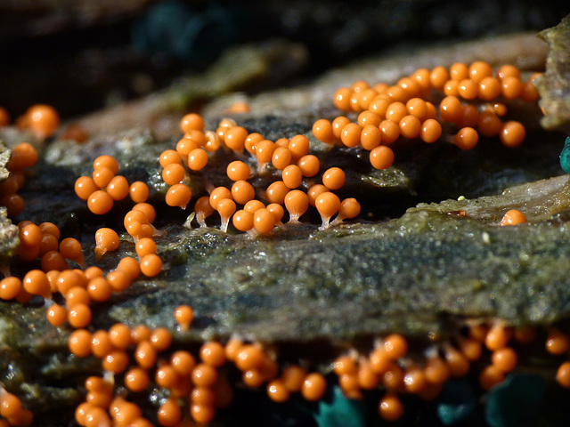 Slime mold Slime mold
