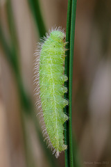 meadow_brown_larva_001