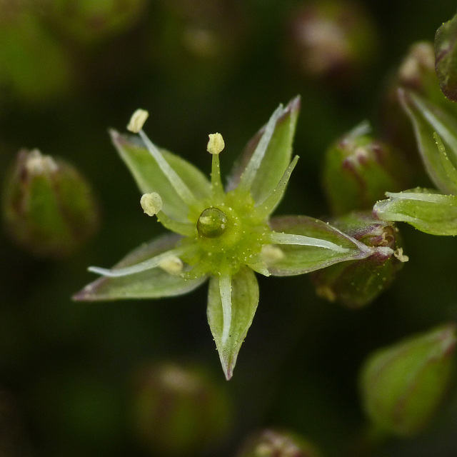 Minuartia austromontana