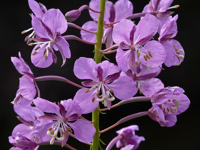 Fireweed / Epilobium angustifolium