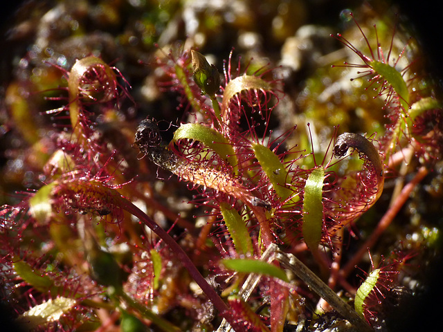 all of the species of the sundew plant are beautiful and many