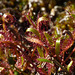 Carnivorous Sundew