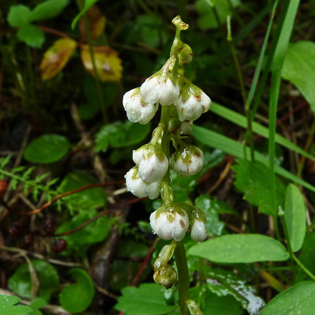 Lesser Wintergreen / Pyrola minor L.