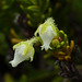 Yellow Heather / Phyllodoce glanduliflora
