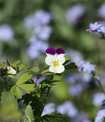 Viola and forget me nots