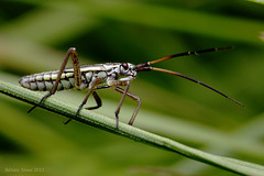 Leptopterna dolabrata Nymph