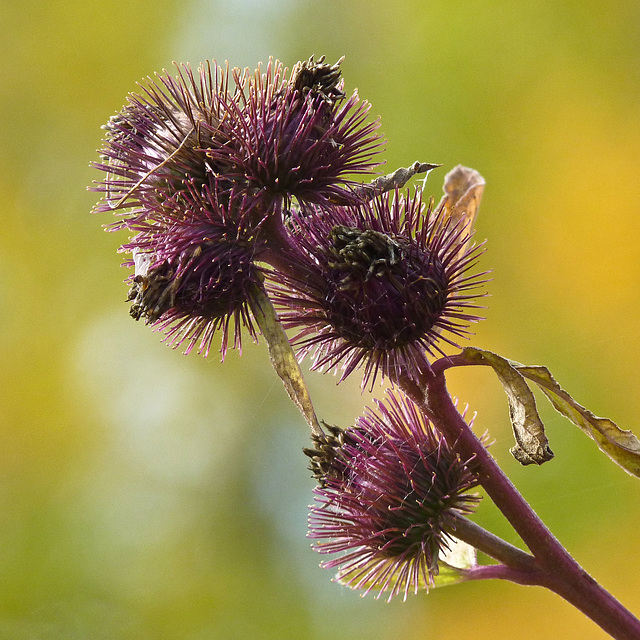 Common Burdock / Arctium minus