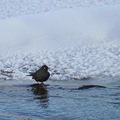 American Dipper / Cinclus mexicanus