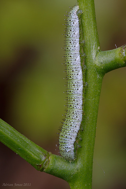 Orange Tip Butterfly Caterpillar.
