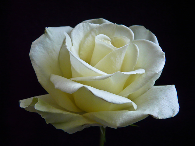 White Rose