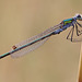 Emerald Damselfly (Lestes sponsa)