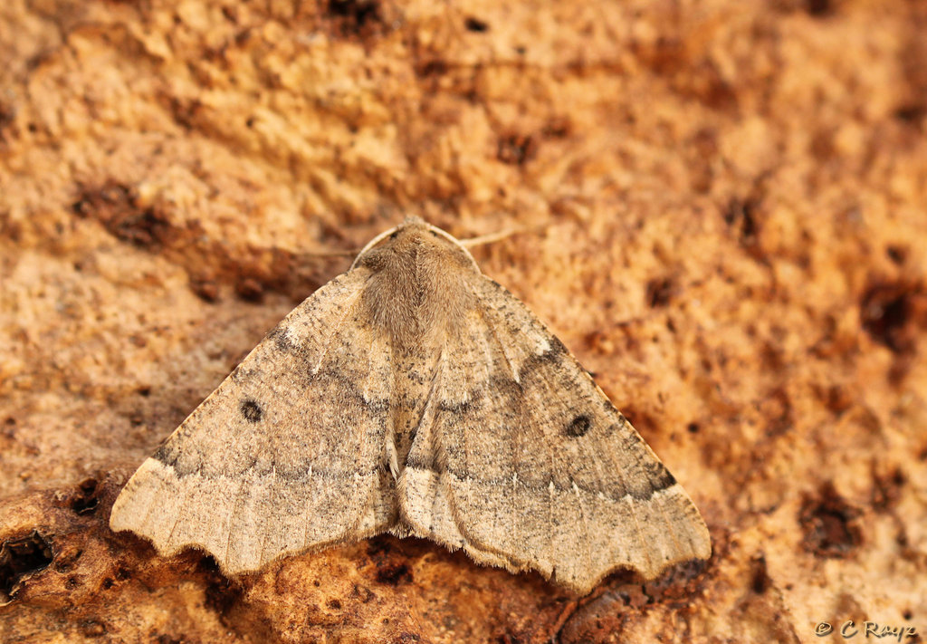 Scalloped Hazel