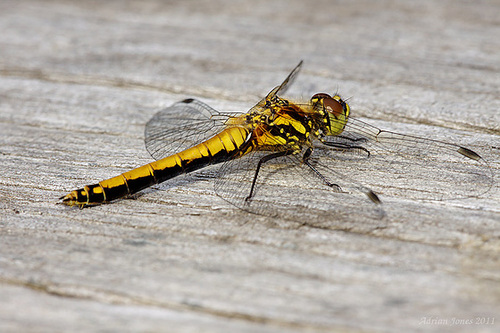 Black Darter Dragonfly (Sympetrum danae.)