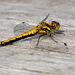 Black Darter Dragonfly (Sympetrum danae.)