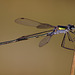 Emerald Damselfly (Lestes sponsa)