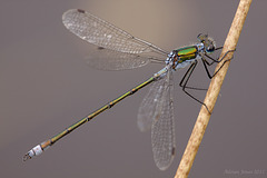 Emerald Damselfly (Lestes sponsa)