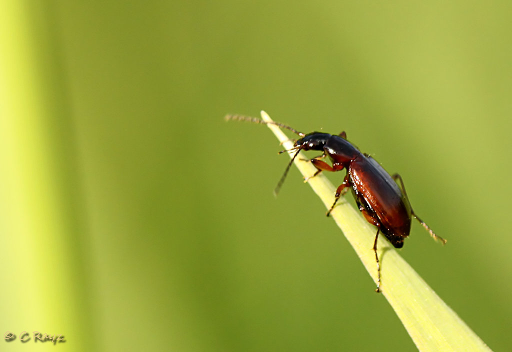 Unknown Beetle