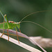 Speckled Bush Cricket.