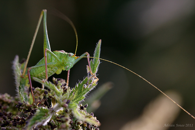 Speckled Bush Cricket.