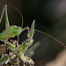 Speckled Bush Cricket.