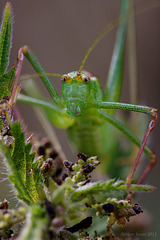 Speckled Bush Cricket.