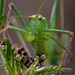 Speckled Bush Cricket.