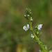 Thyme-leaved speedwell (Veronica serpyllifolia)